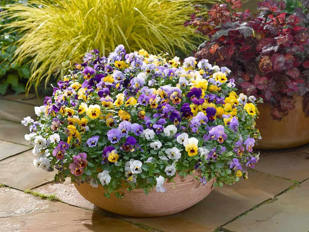 a densely planted fall flower container filled with vibrant violas and pansies in a rainbow of cool-season colors--purple, yellow, white, and soft lavender