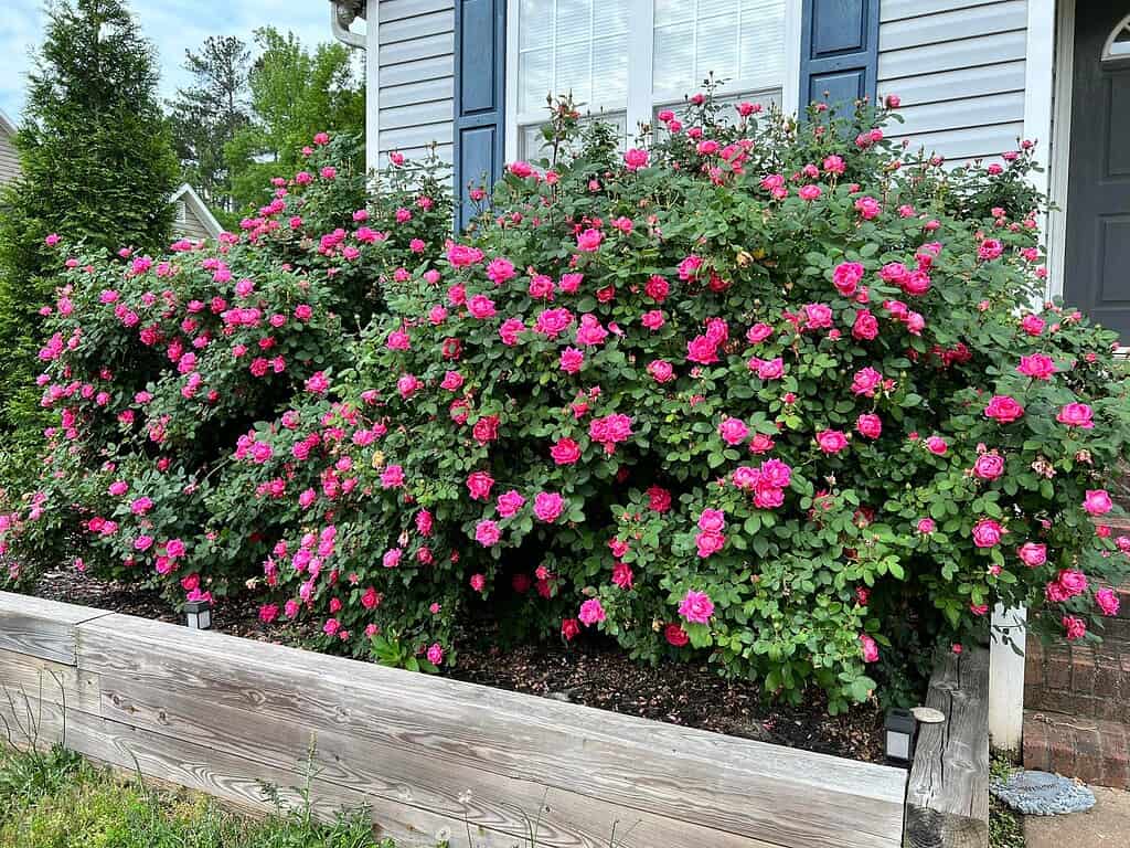 Blooming pink roses in a raised garden bed that beautifully anchors the front of a home