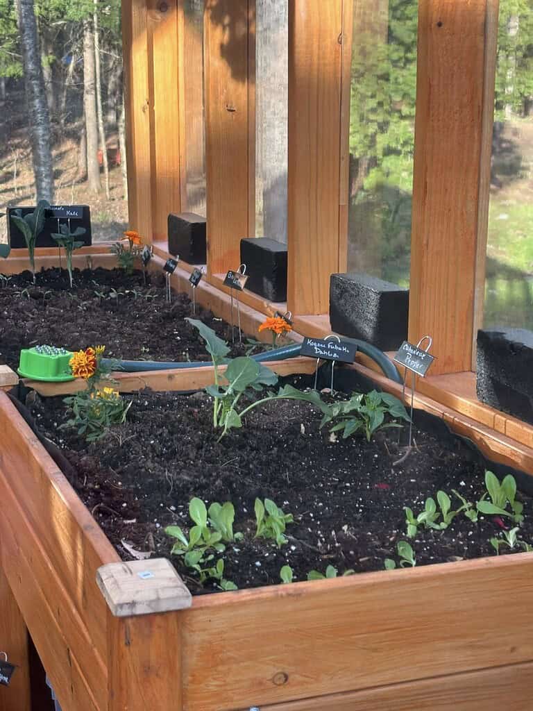 raised wooden garden beds inside a greenhouse, rich dark soil with young vegetable seedlings and marigold flowers, small chalk plant markers