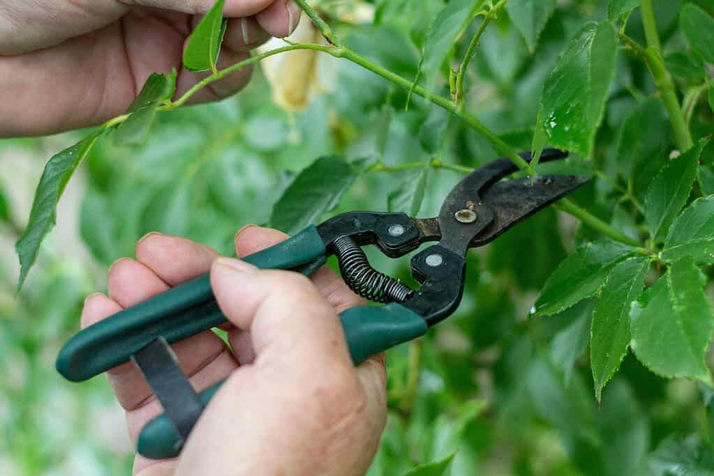 close-up of bypass shears trimming a rose stem in the garden