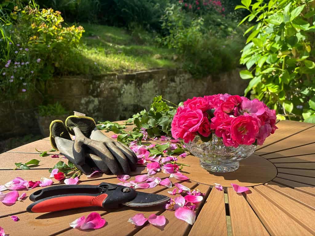 Pruning tools on a table with freshly cut roses beside them