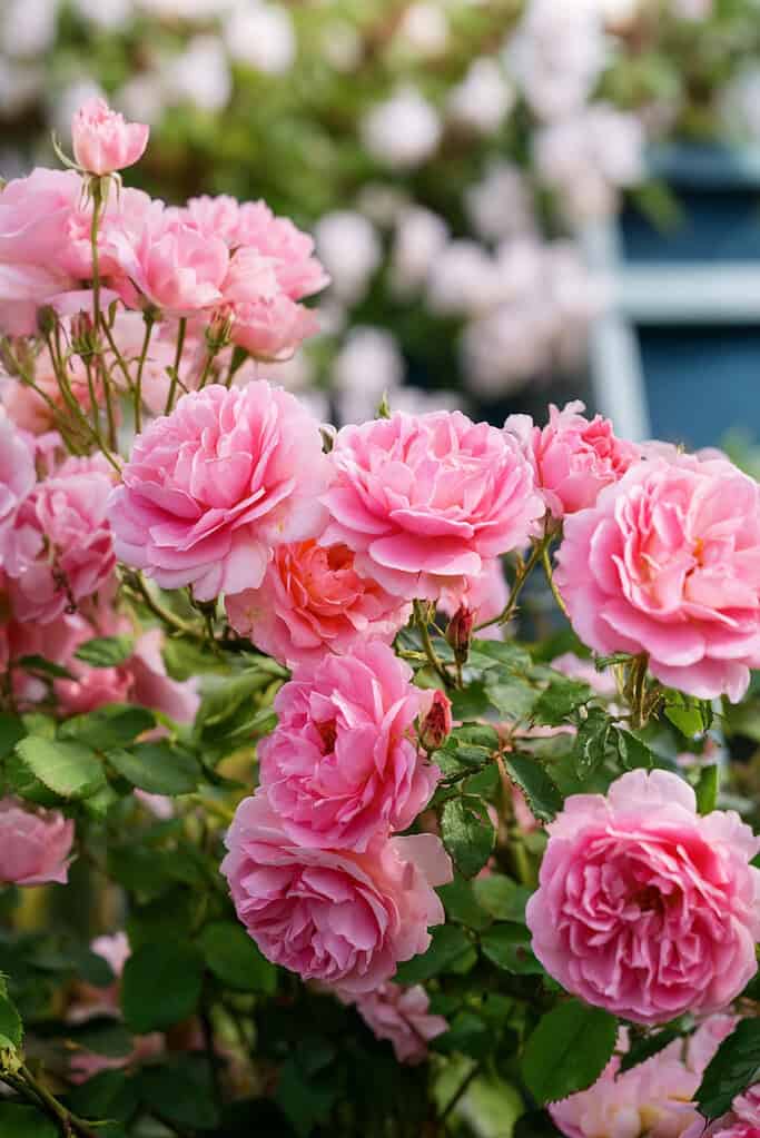 A lush cluster of blooming pink rambling roses in a cottage garden