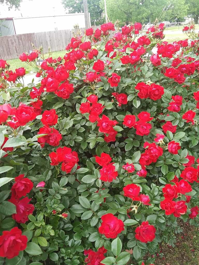 Close-up of red rose bushes blooming beautifully with fresh green leaves in the garden