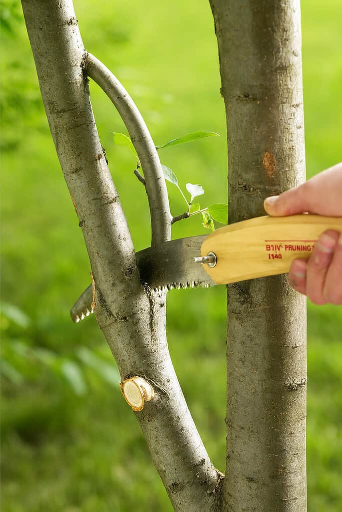 a person pruning a tree limb using a wooden-handled pruning saw.