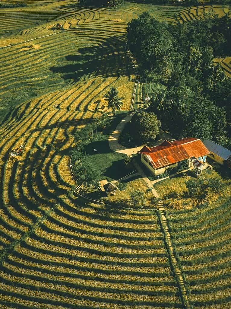 a lush, terraced rice field surrounding a rural farmhouse in Southeast Asia during the golden hour