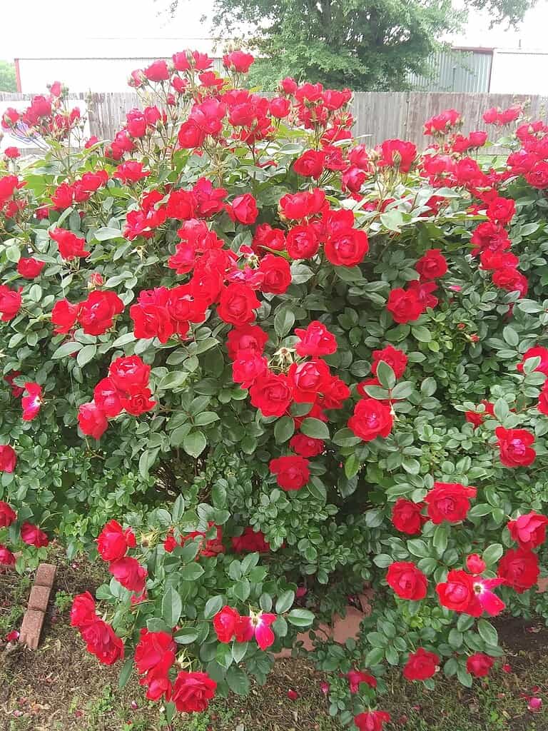 Vibrant red roses in full bloom in a sunny home garden