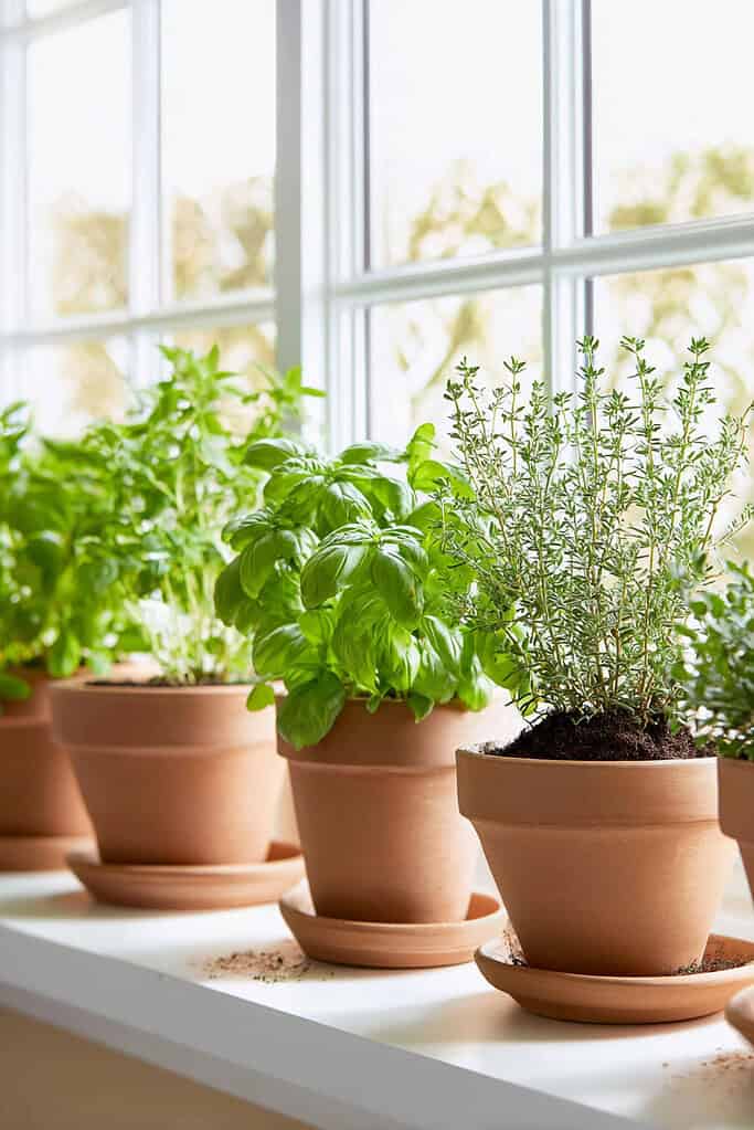 a row of fresh herbs growing in terracotta pots on a bright indoor windowsill