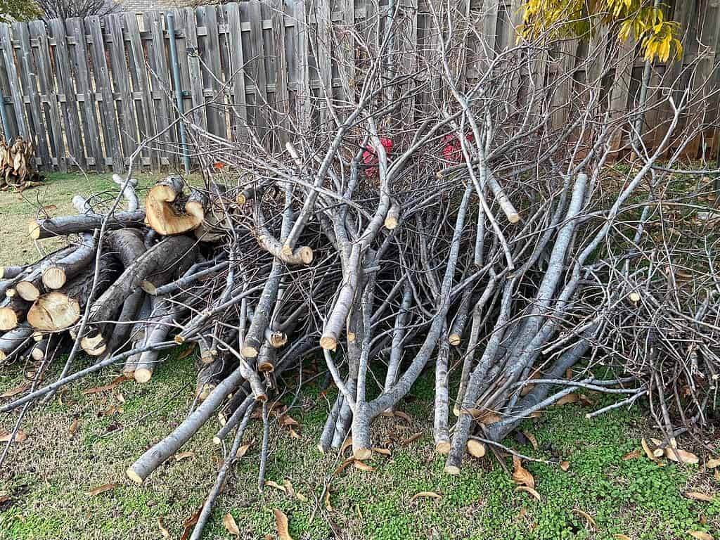 a large pile of freshly cut tree limbs and branches in a suburban backyard