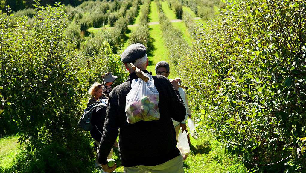 a group of people apple picking in a sunlit orchard during early autumn