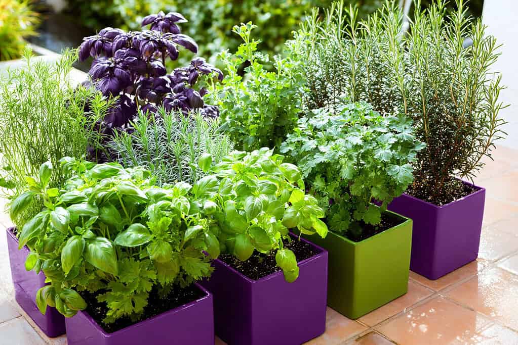  vibrant indoor herb garden arranged in bold purple plastic planters on a sunlit tiled patio. 