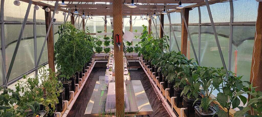 hydroponic greenhouse interior, rows of lush green tomato and pepper plants growing in black buckets, PVC irrigation pipes along the floor, wooden beams and support posts, clear polycarbonate walls, hanging LED grow lights
