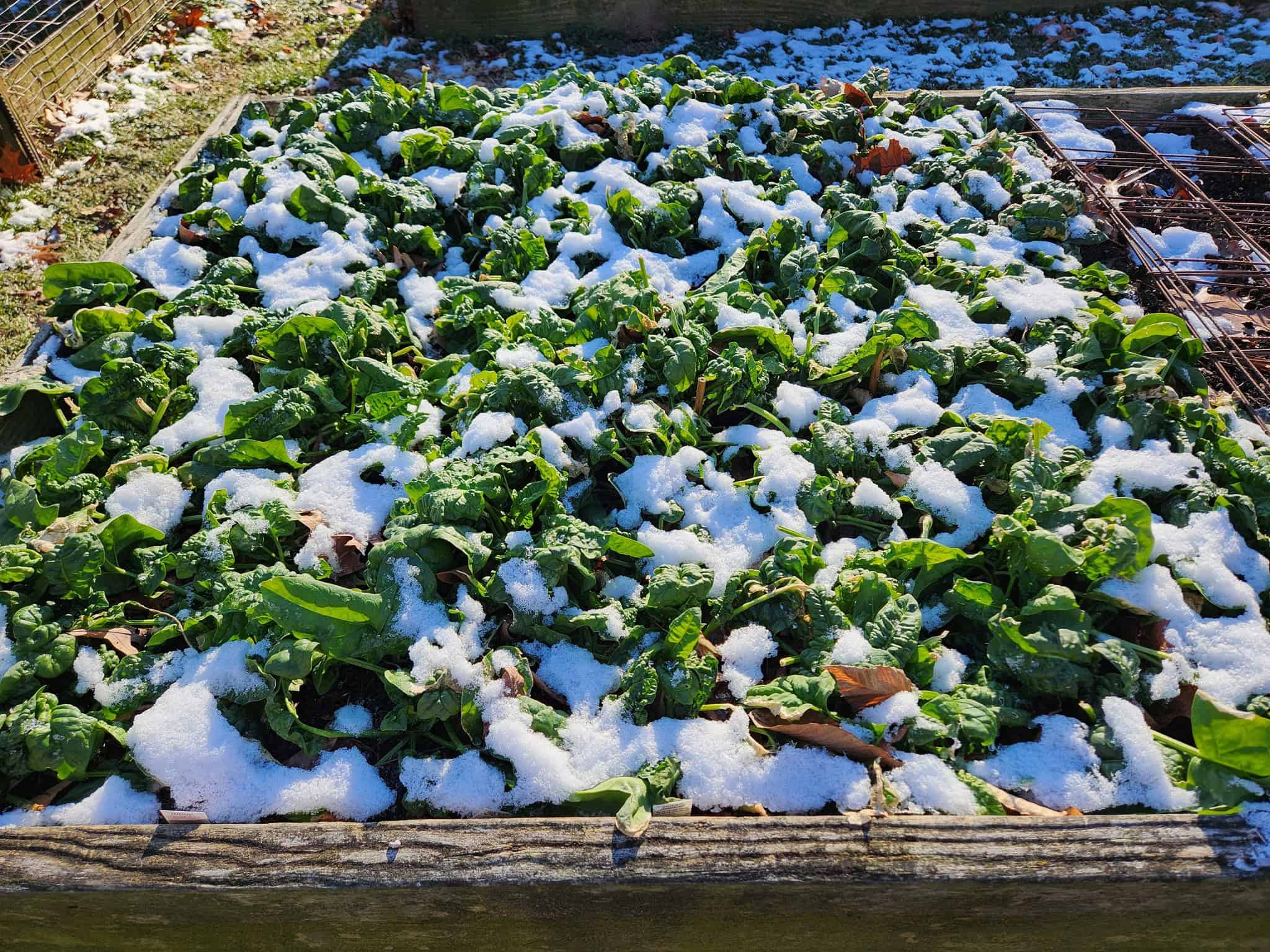 a winter garden bed filled with leafy green spinach plants partially covered by freshly fallen snow.