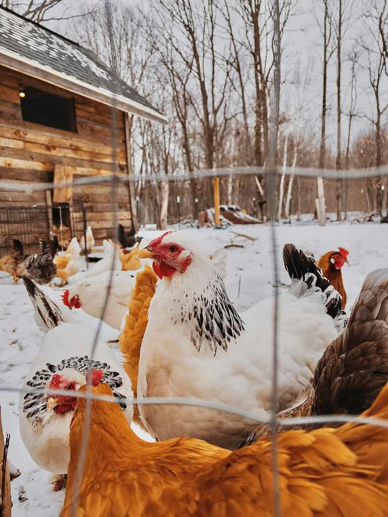 a large white hen with black feathers on her neck, surrounded by golden and brown hens
