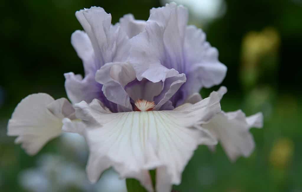 A tall bearded iris