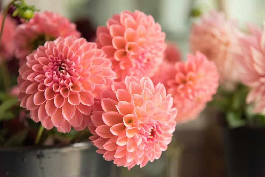 Baby dahlias in a bucket just after harvest