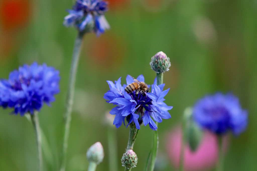 macro photograph of blooming bachelor button with a bee on top
