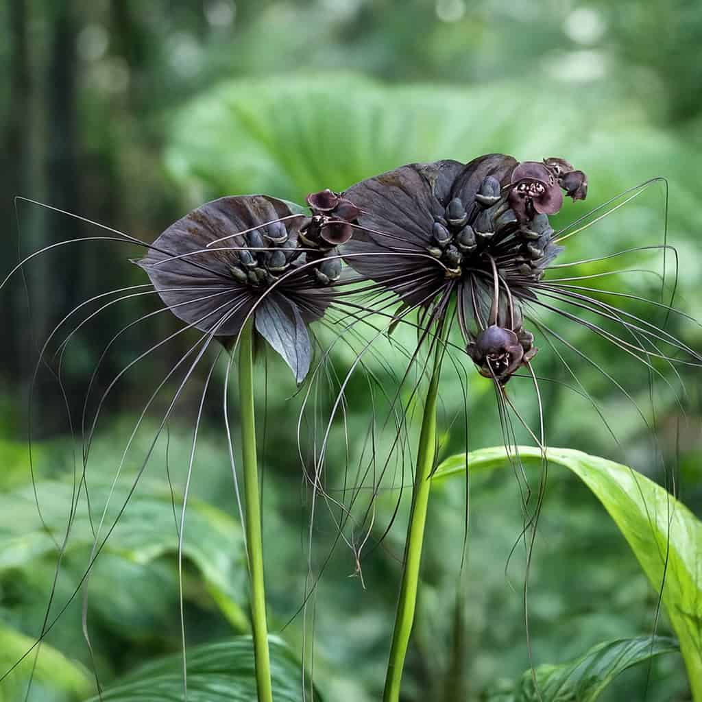 a blooming Black Bat Flower (Tacca chantrieri), set in a lush tropical forest environment.