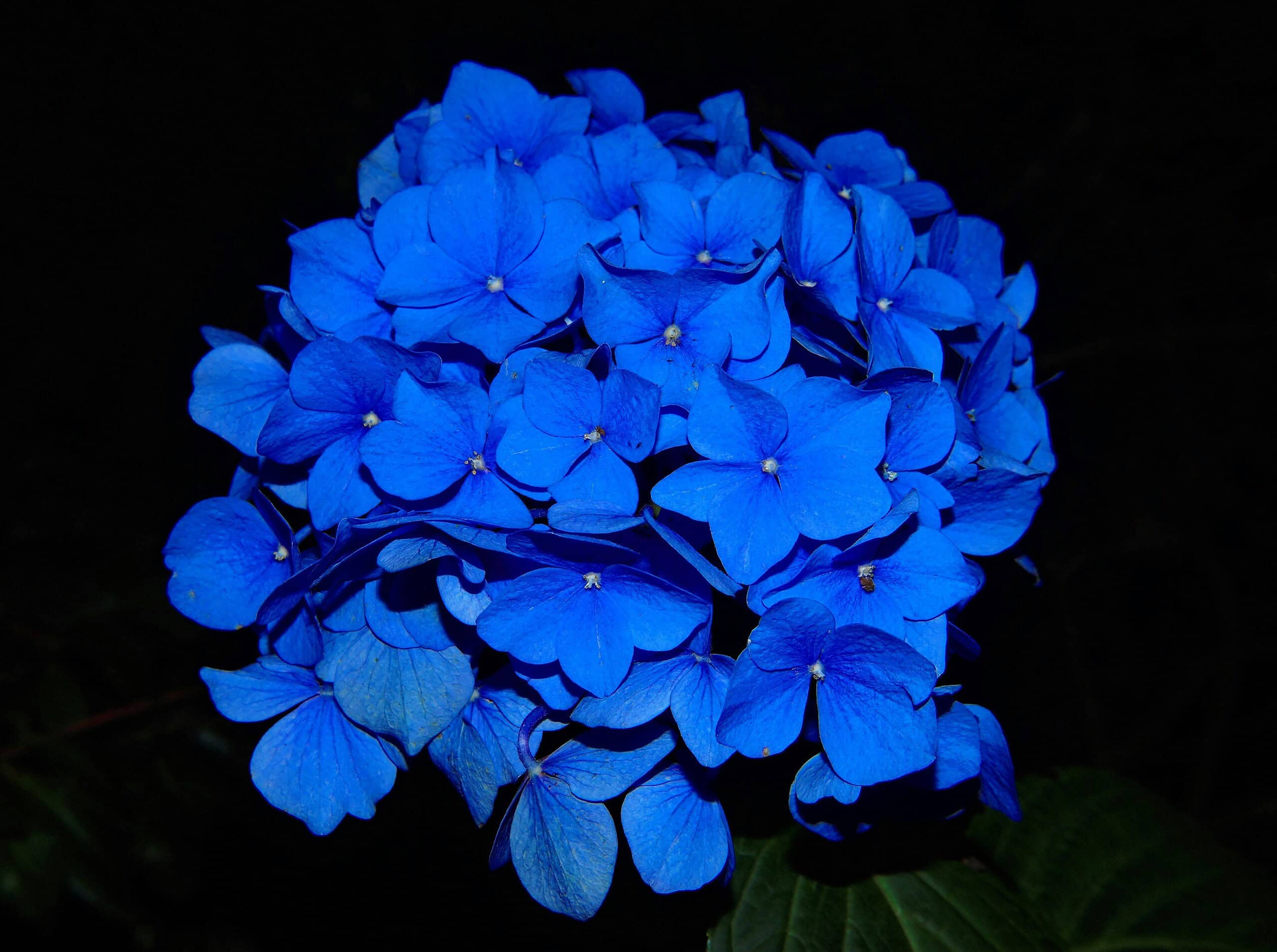Close-up Photo of Blue Hydrangeas in Bloom