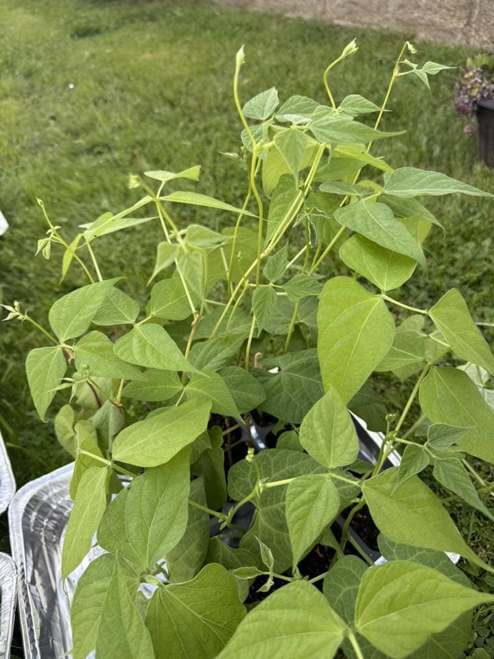 young green bean plants (Phaseolus vulgaris) growing in seedling trays outdoors