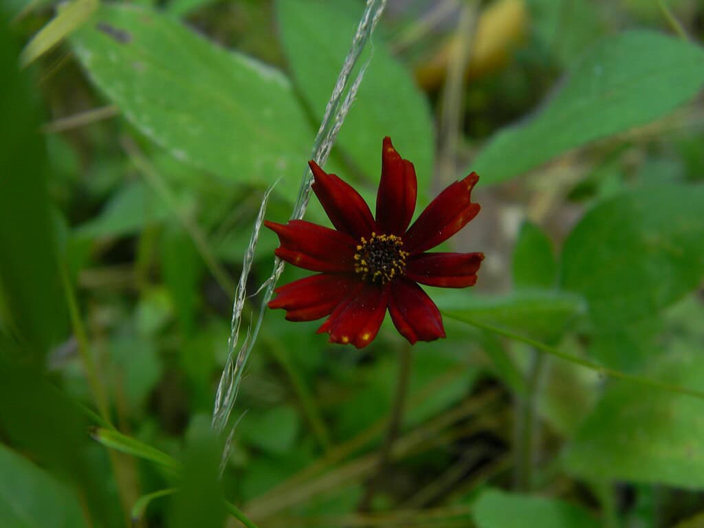 a deep red Coreopsis tinctoria (also known as plains coreopsis or tickseed) in a natural meadow setting.