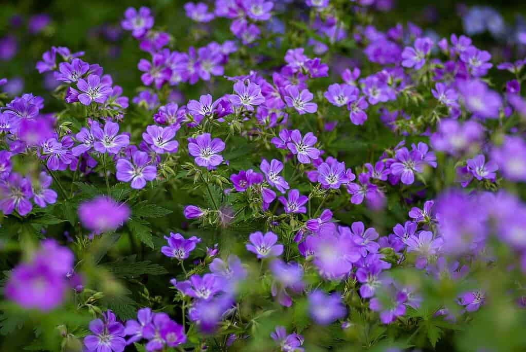a dense garden bed filled with blooming hardy geraniums (Cranesbill)