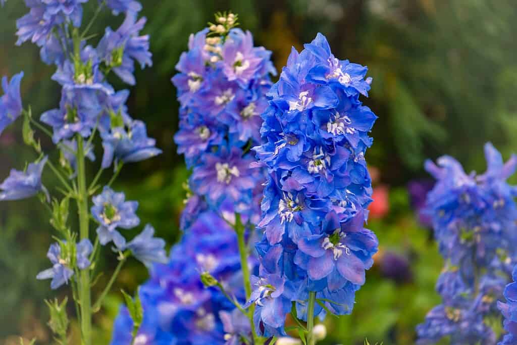 a vibrant cluster of blooming delphinium flowers in a natural outdoor garden setting