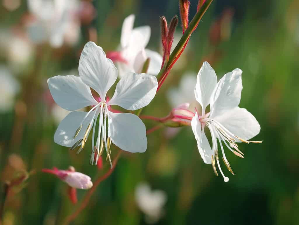 blooming white Gaura flowers (Gaura lindheimeri), also known as whirling butterflies, in a bright garden setting