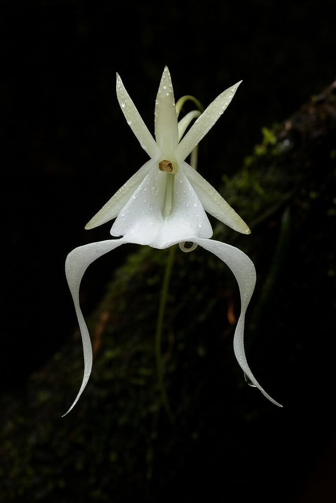 a blooming Ghost Orchid (Dendrophylax lindenii), suspended in mid-air against a shadowy rainforest backdrop