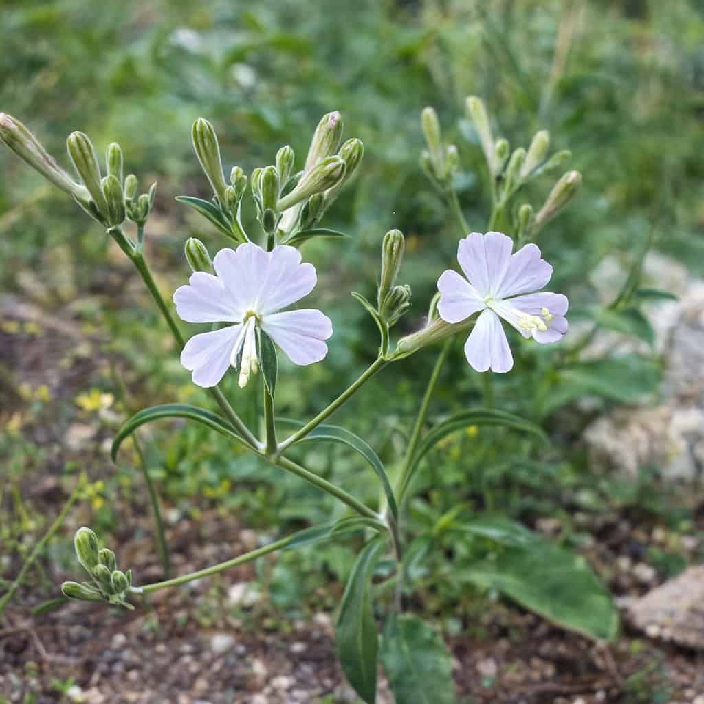 close up image of a Gibraltar Campion (Silene tomentosa)