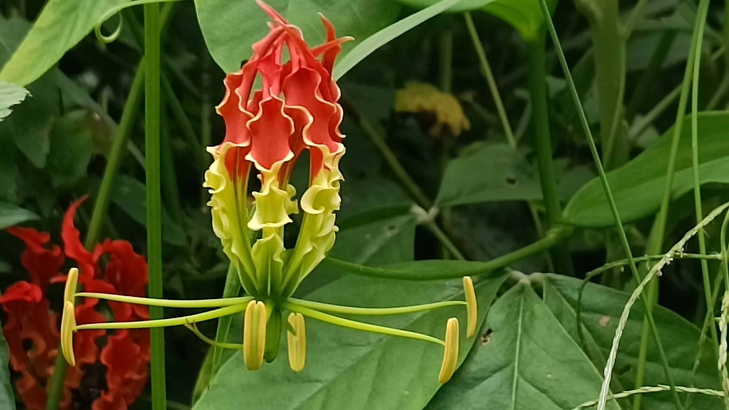 a vibrant Gloriosa superba flower (flame lily) in full bloom