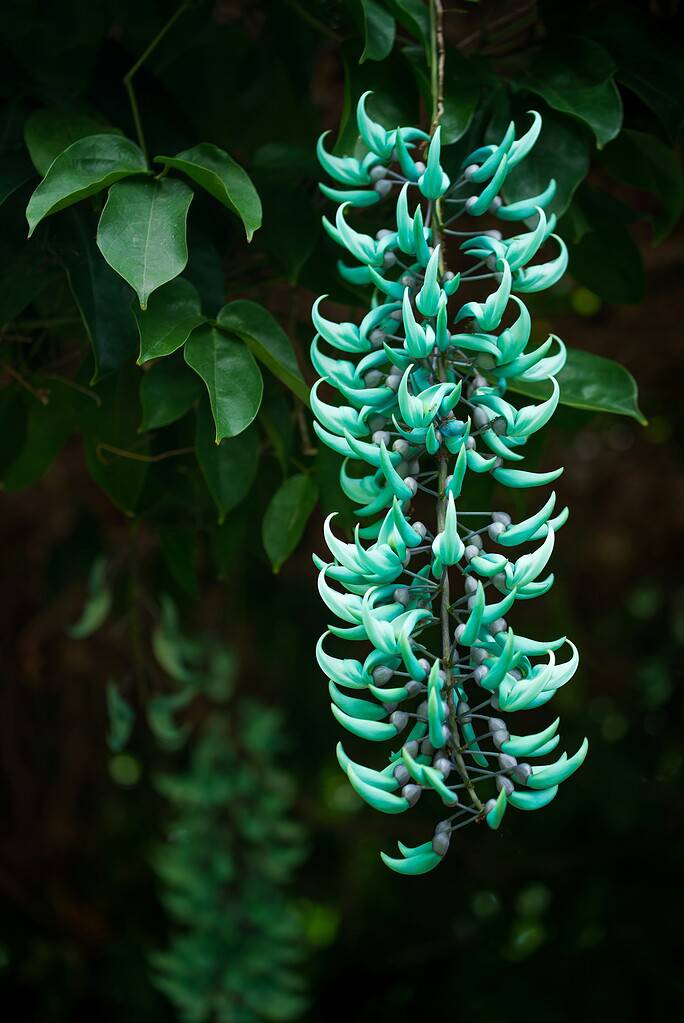 a cascading cluster of Jade Vine (Strongylodon macrobotrys) flowers in full bloom