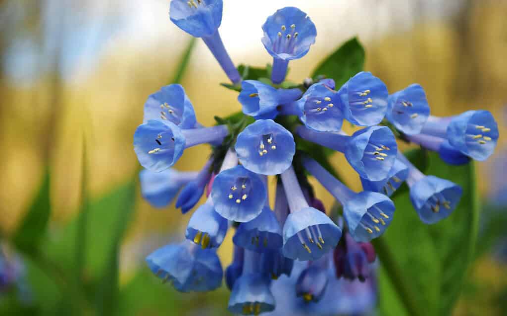 a blooming cluster of Mertensia virginica (Virginia Bluebells) in a natural spring woodland setting.