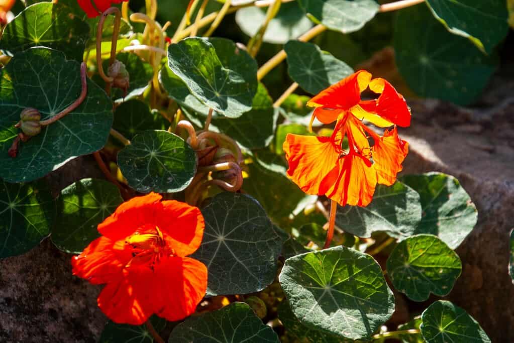 blooming nasturtium flowers in vivid orange-red hues, nestled among a dense cluster of round, shield-shaped green leaves with white-veined patterns