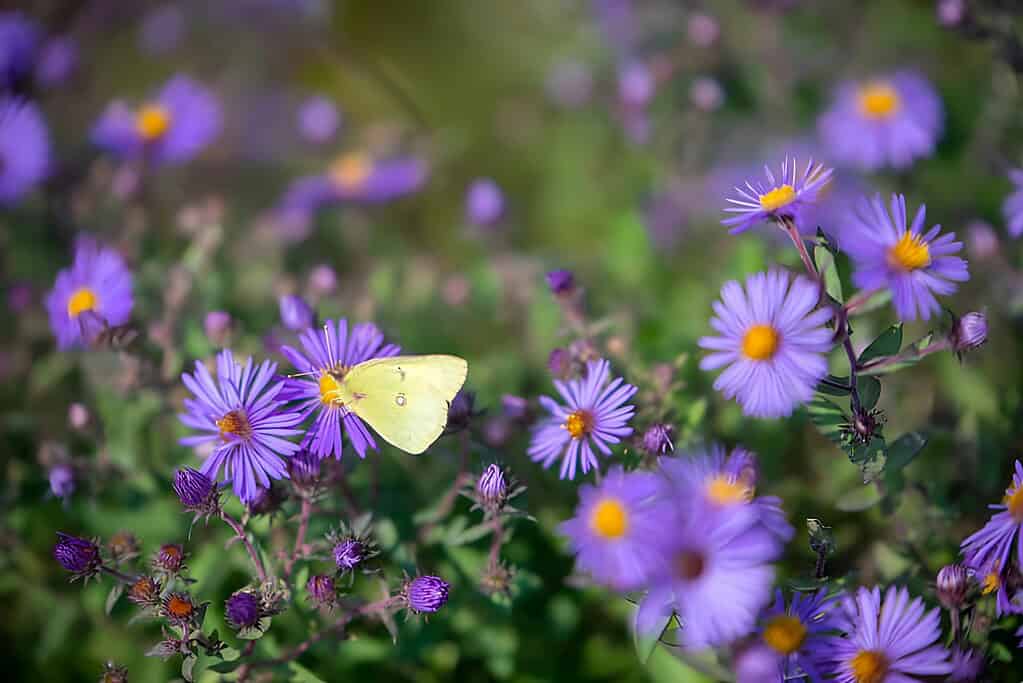 a pale yellow butterfly (likely a Clouded Sulphur) perched delicately on a vivid purple aster flower in full bloom.