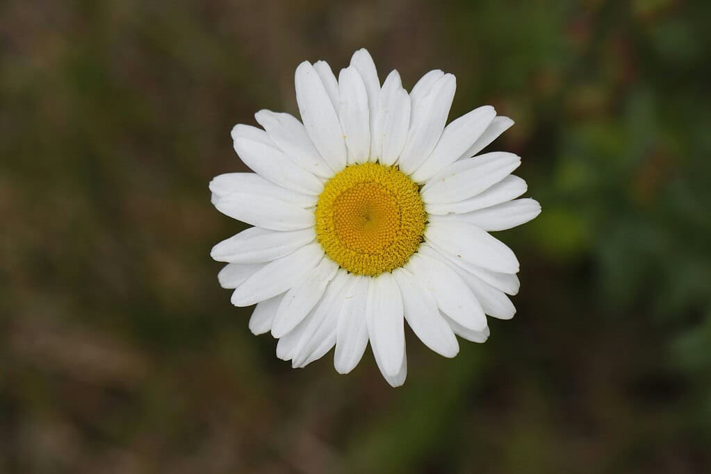 a single oxeye daisy (Leucanthemum vulgare) in full bloom, centered against a softly blurred natural background