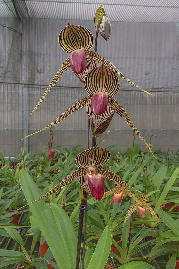 a blooming Paphiopedilum rothschildianum orchid (Rothschild's Slipper Orchid), captured in a controlled greenhouse environment