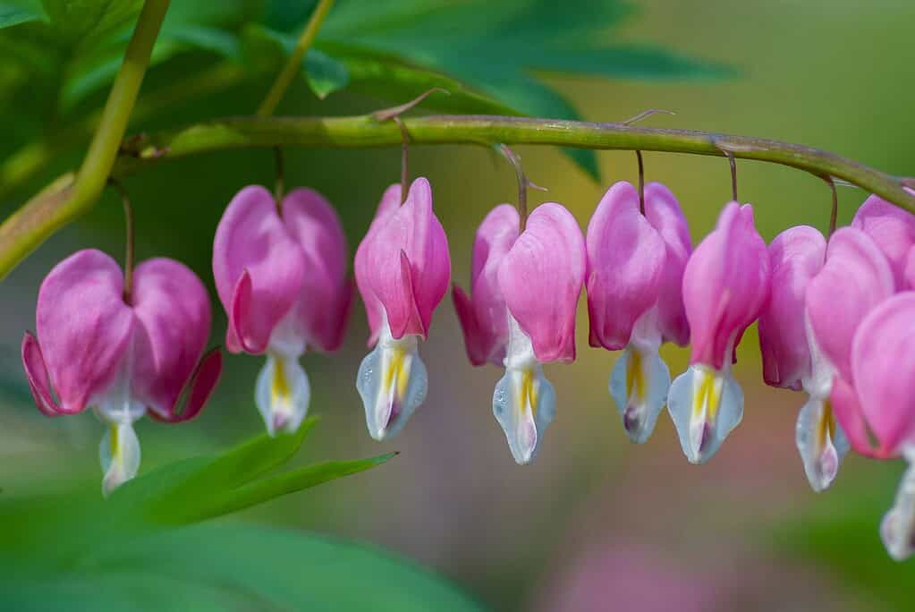 Pink bleeding-hearts in spring