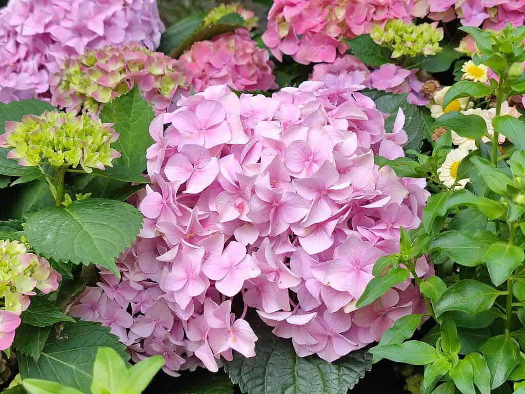 Pink hydrangea at Zoological and Botanical Gardens.