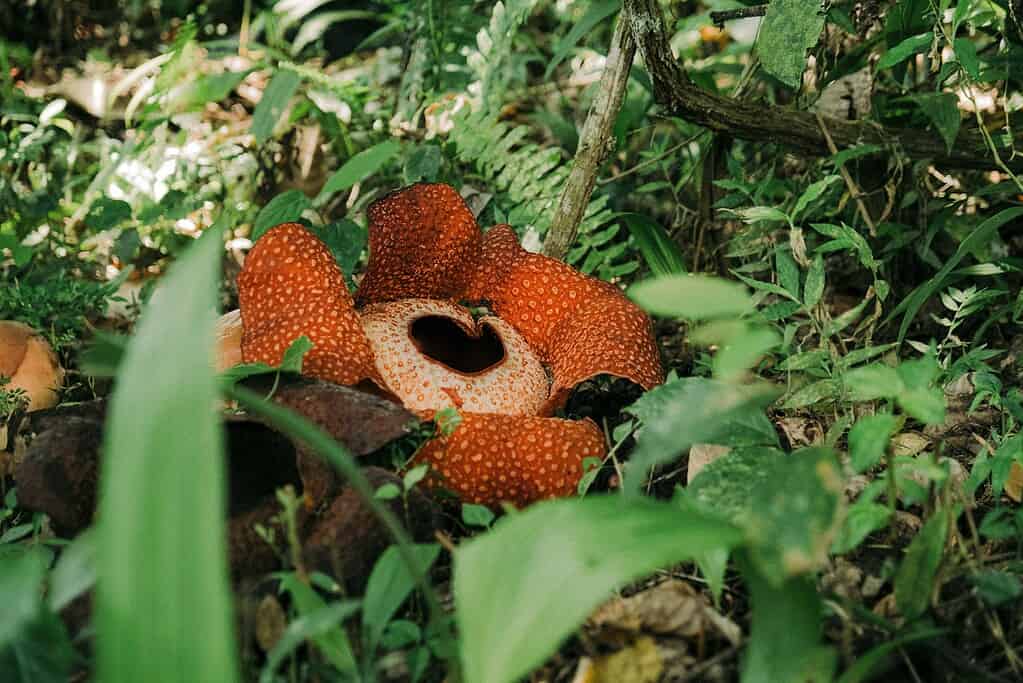 a fully blooming Rafflesia arnoldii—the world’s largest individual flower—emerging from the tropical forest floor