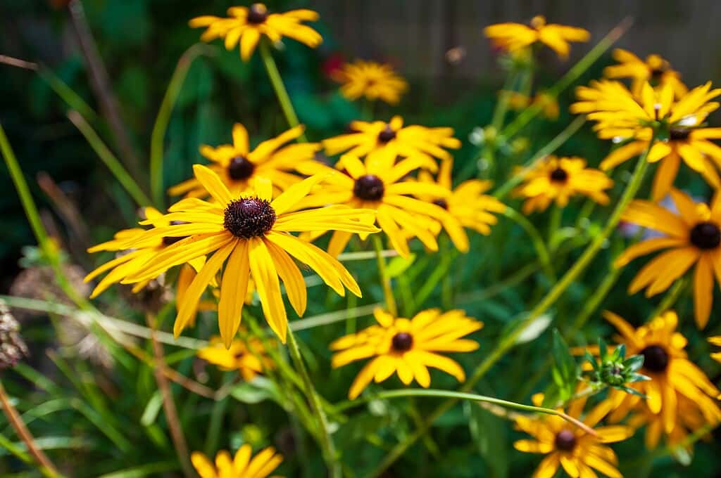 blooming Black-eyed Susan flowers (Rudbeckia hirta) in a lush garden setting