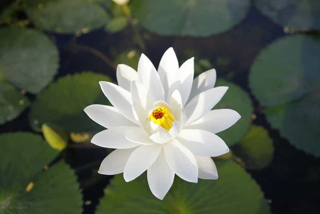 a blooming white water lily (Nymphaea) floating on a tranquil pond