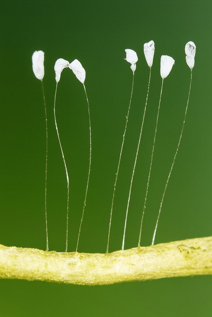 a close up image of Youtan Poluo