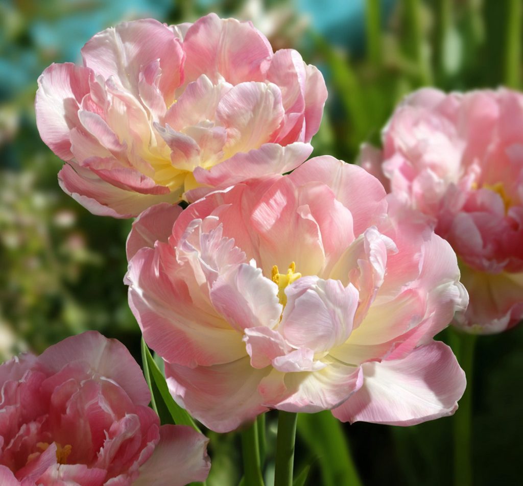 blooming ‘Angelique’ tulips in a spring garden.