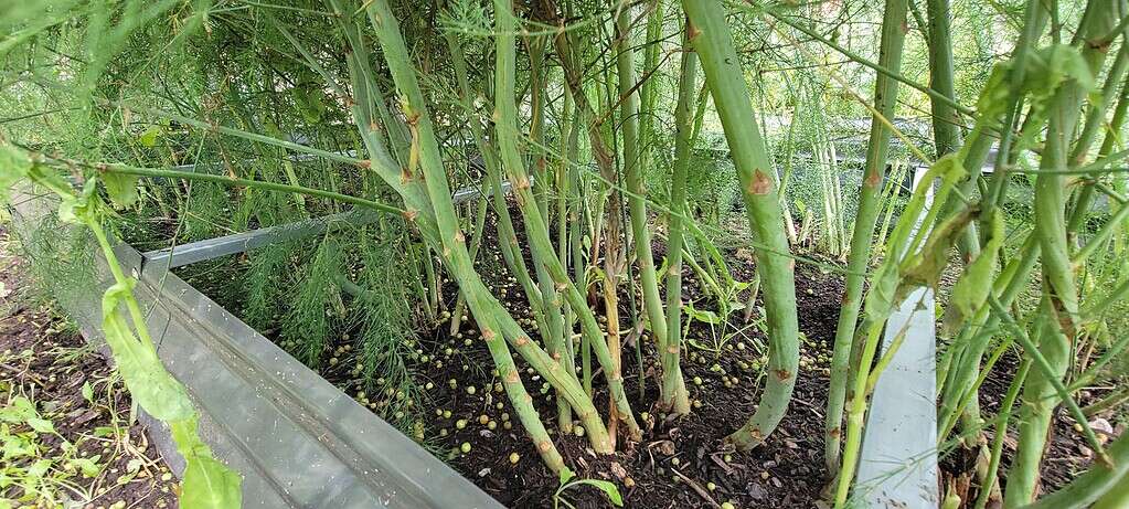a mature asparagus patch growing in a raised garden bed