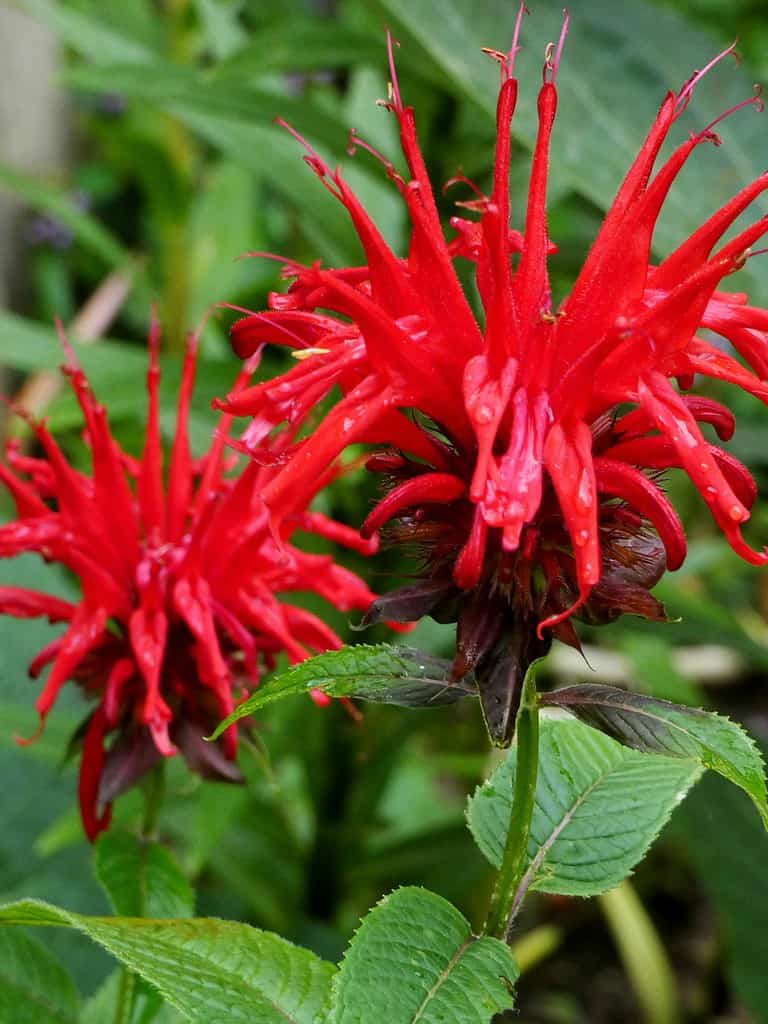 red bee balm in bloom