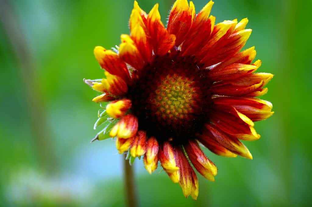 macro photograph of a vibrant Indian Blanket flower (Gaillardia pulchella) in full bloom