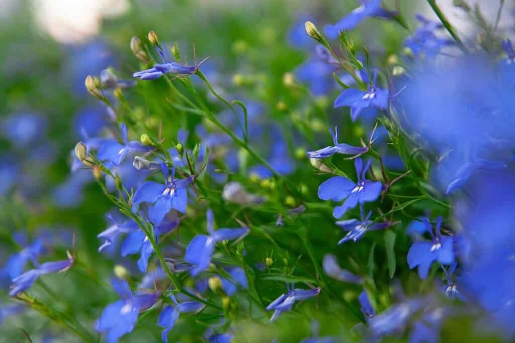 A close-up of rich blue lobelia flowers.

