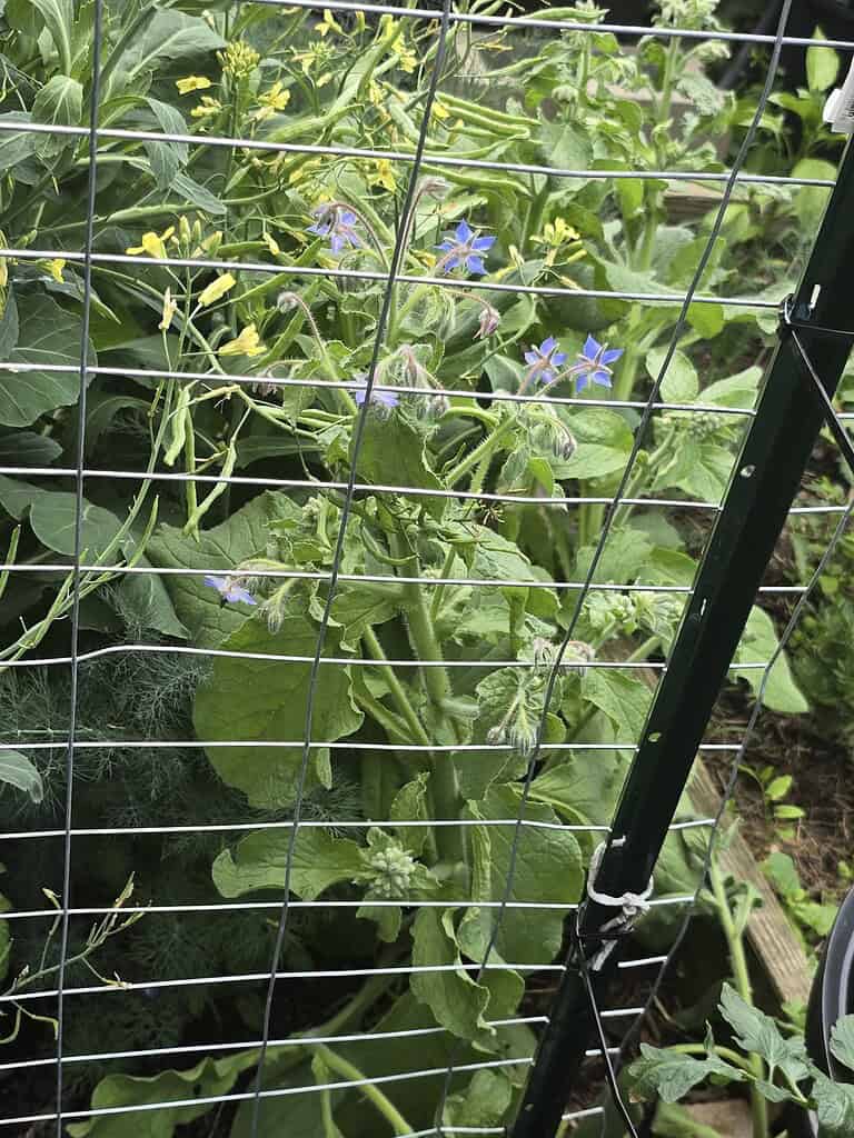 a borage plant growing vigorously behind a metal wire garden fence