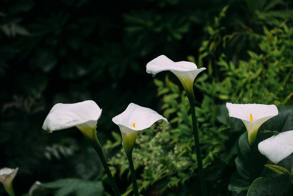 blooming white calla lilies (Zantedeschia aethiopica) growing in a lush, dark green garden setting
