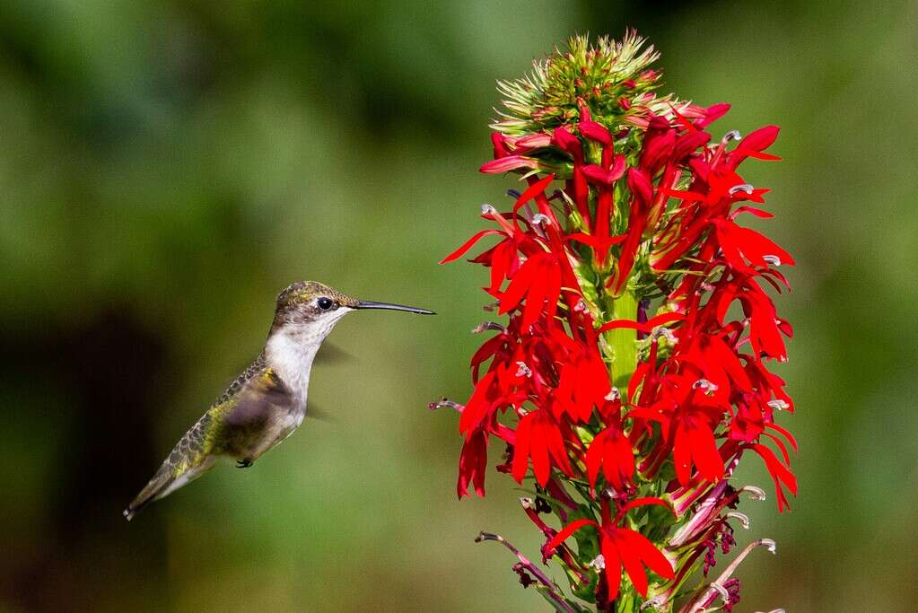 A female ruby-throated hummingbird hovers next to a cardinal flower.

